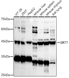 Anti-SIRT7 antibody used in Western Blot (WB). GTX54695